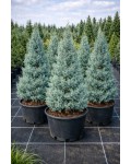 Cupressus Глаука в контейнері